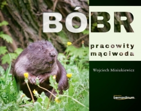 Bóbr pracowity mąciwoda - Misiukiewicz Wojciech 